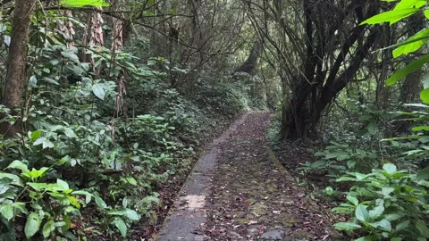 Overgrown Forest Path, Dense Tropical Jungle, Immersive POV Tracking Shot Stock Footage 324781806