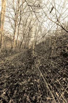 Overgrown forest path with fallen leaves and a weathered wire fence in sepi.. Stock Photos