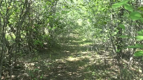An overgrown forest path Видео 159879018
