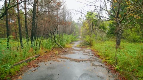 Overgrown Forest Path with Puddles Stock Footage 316908527