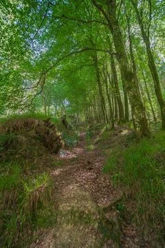 Overgrown forest pathway on a warm summers day in Cornwall United Kingdom Fotos de archivo