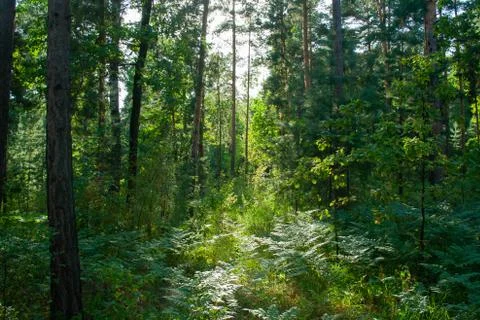 Overgrown forest Stock Photos