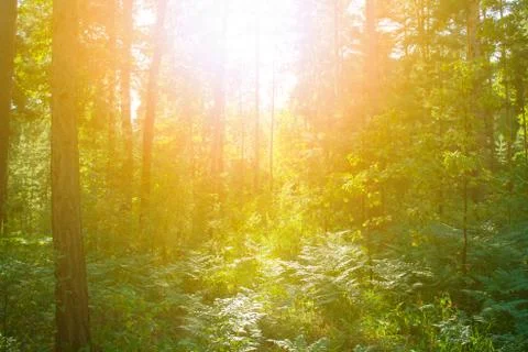 Overgrown forest 스톡 사진