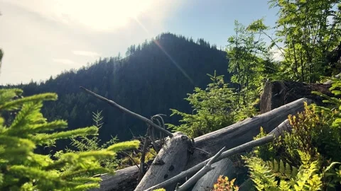 Overgrown Forest Scene with Fallen Dry Tree Trunks Stock Footage 312951759