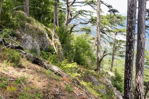 Overgrown forest slope. Stock Photos