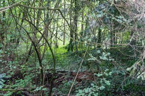 Overgrown forest with small trees Stock Photos