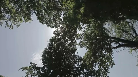 Overgrown Forest Trees Stock Footage 76820610