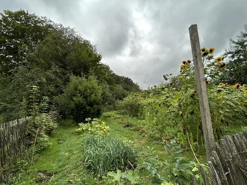 Overgrown garden path bordered by tall sunflowers, weathered wooden fence 写真素材