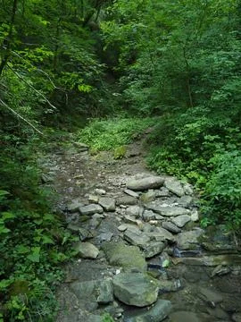 Overgrown gorge Stock Photos