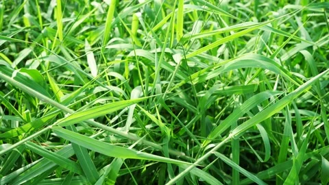 Overgrown grass Stock Footage 144094996