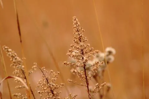 Overgrown Grass Stock Photos
