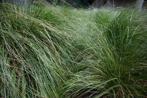 Overgrown Grass Stock Photos