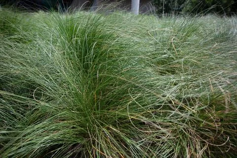 Overgrown Grass Stock Photos