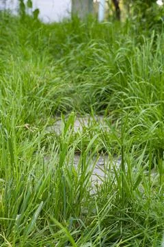 Overgrown Grass Surrounding Stone Pathway Stock Photos