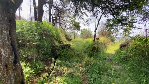 Overgrown grassy path in forest with old tree Stock Footage 310932587
