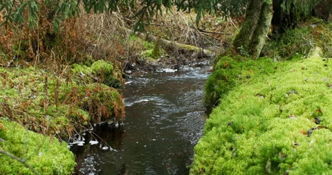 Overgrown with green moss Stock Footage 121221355