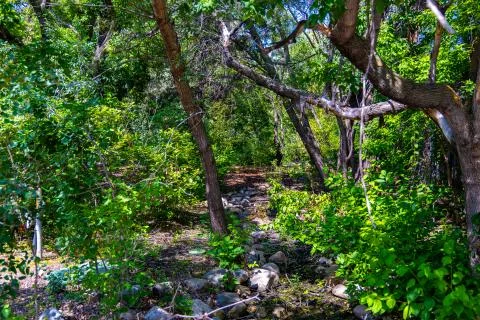 An overgrown hiking trail Stock Photos
