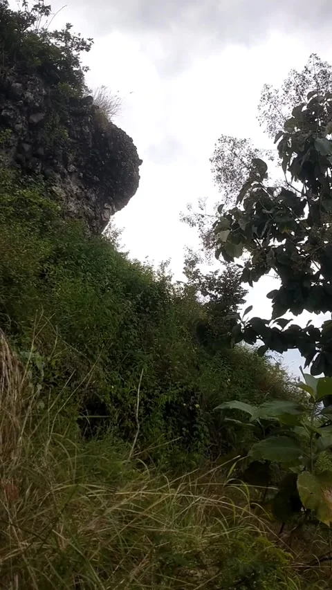 Overgrown Hillside under Grey Sky Stock Footage 329476131