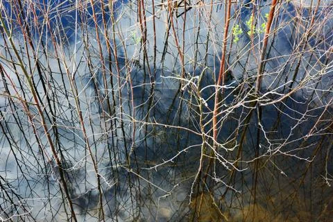 Overgrown lake with reflection of sky Stock Photos
