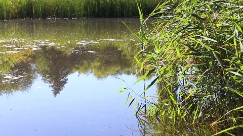 Overgrown lake in summer Video stock 77571499