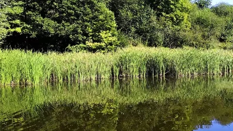 Overgrown lake in summer 스톡 동영상 77571601