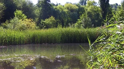 Overgrown lake in summer Stock Footage 82261159