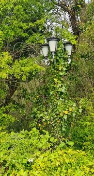 Overgrown Lamp Post in Spring Foliage – Berwick Lodge, Bristol, UK Stock Photos