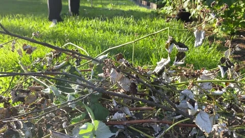 Overgrown Leaves and Twigs in Sunlit Garden Vídeo Stock 343865553