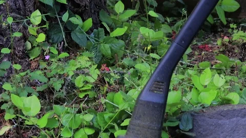 Overgrown leaves cut back Stock Footage 91945055