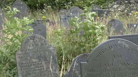 Overgrown Old Graveyard Stock Footage 79591847