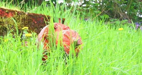 Overgrown orange fire hydrant valve buried in tall spring grass 库存影片 333344235