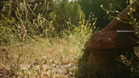 Overgrown Park Bench Stock Footage 39157562