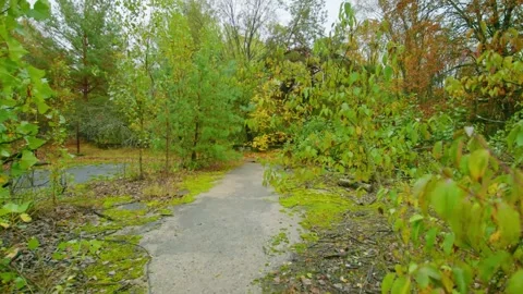 Overgrown Path in Abandoned Forested Area Stock Footage 316980211