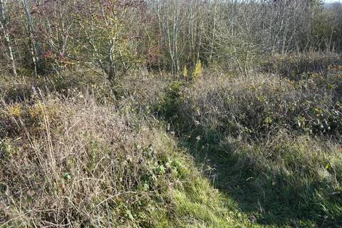 Overgrown Path, Bare Trees, And Red Berries In Gedling Country Park, Nottingham, Stock Photos