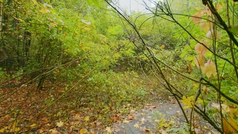 Overgrown Path in Chernobyl Exclusion Zone Nature Reclaiming Abandoned Area Stock Footage 316911066