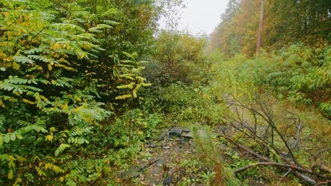 Overgrown Path in Chernobyl Exclusion Zone Nature Reclaiming Abandoned Area Stock Footage 316911290