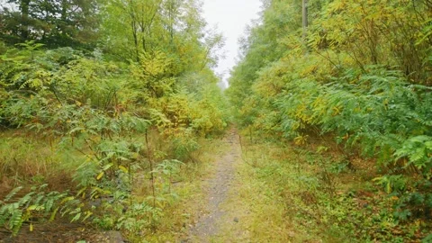 Overgrown Path in Chernobyl Exclusion Zone Nature Reclaims Abandoned Landscape Stock Footage 316911345