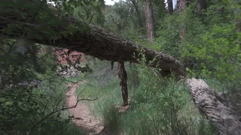 Overgrown path Stockbeeldmateriaal 165319401