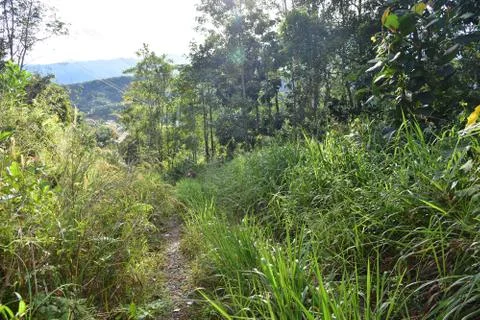 Overgrown Path 写真素材