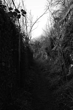 Overgrown Path Through Woods Stock Photos