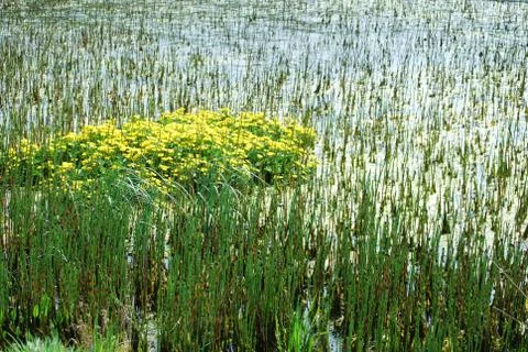 Overgrown Stock Photos