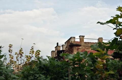 Overgrown plants Foto stock