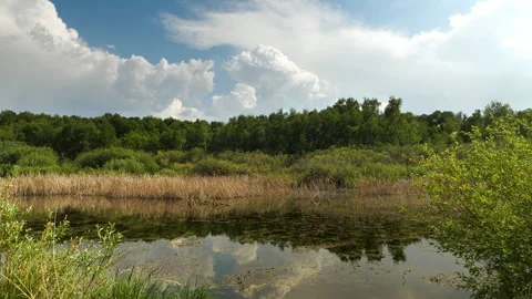 Overgrown pond against the backdrop of a forest on a sunny day. Stock Footage 328175485