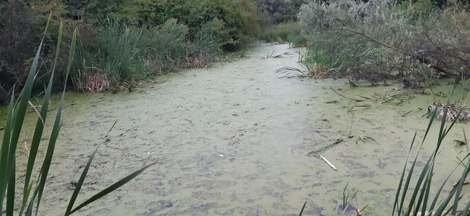 Overgrown with pond algae Stock Photos