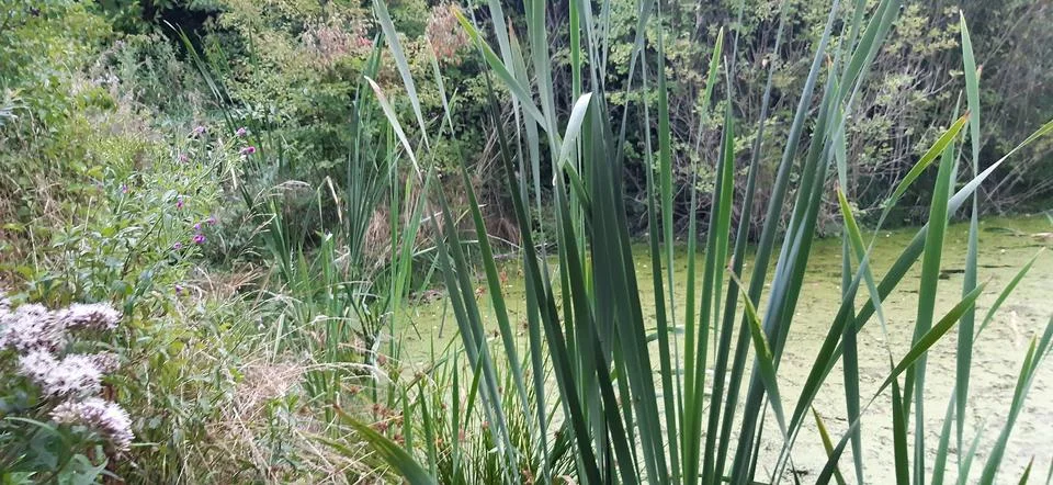 Overgrown with pond algae2 Stock Photos