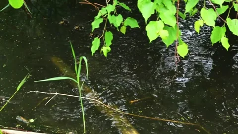 Overgrown pond edge with dense grass and aquatic plants in summer Stock Footage 309511822