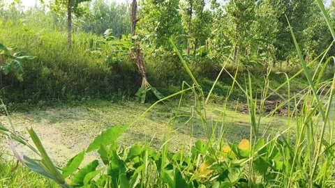 Overgrown Pond Edge in Forest 库存影片 340517507