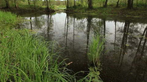 Overgrown pond Video stock 50298302