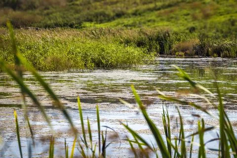 Overgrown with a pond Stock Photos