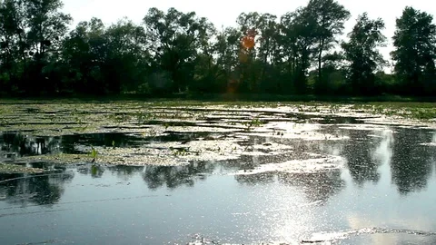 Overgrown pond at the sun Stock Footage 99798667